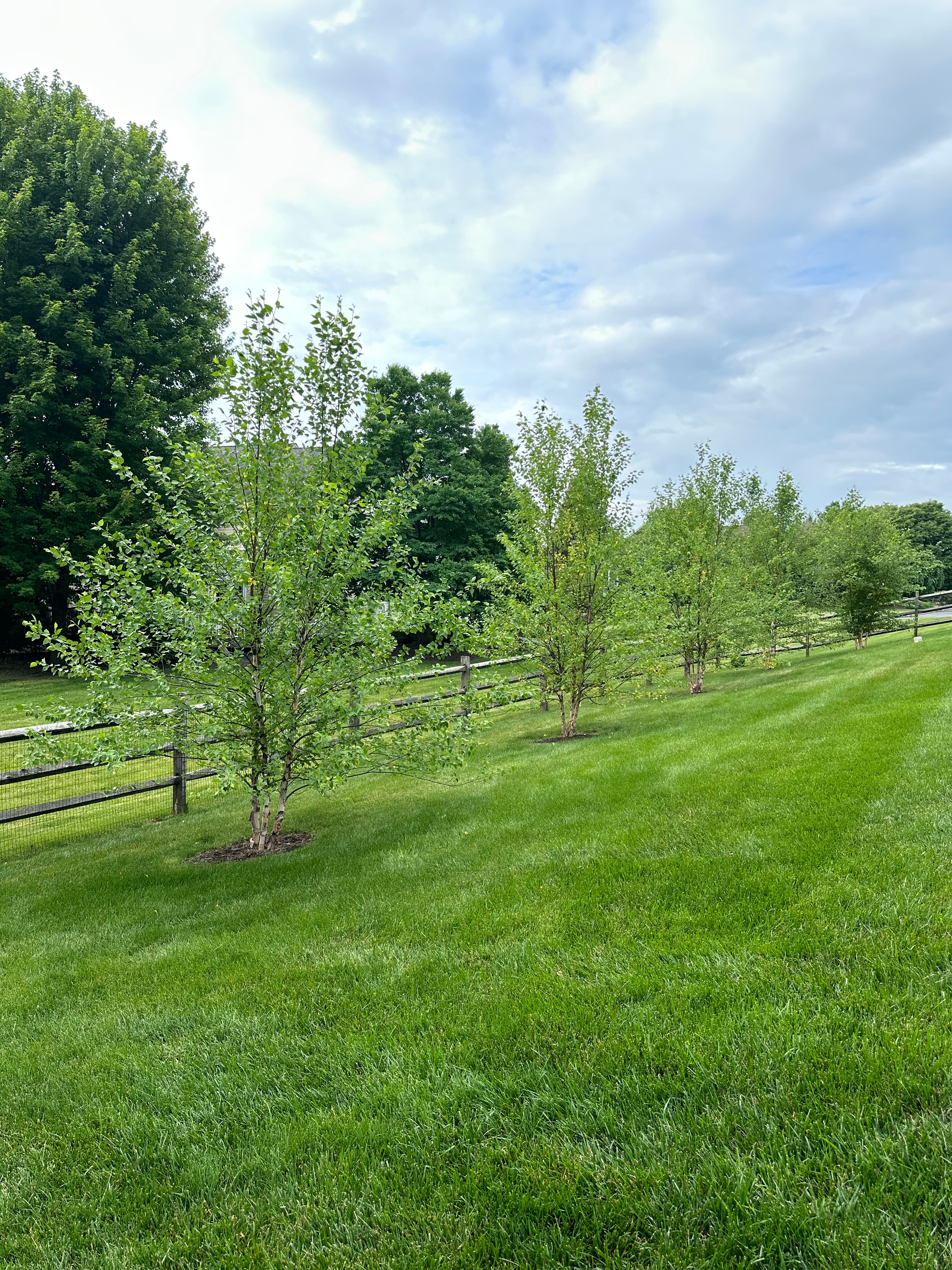 goldenrodpatch